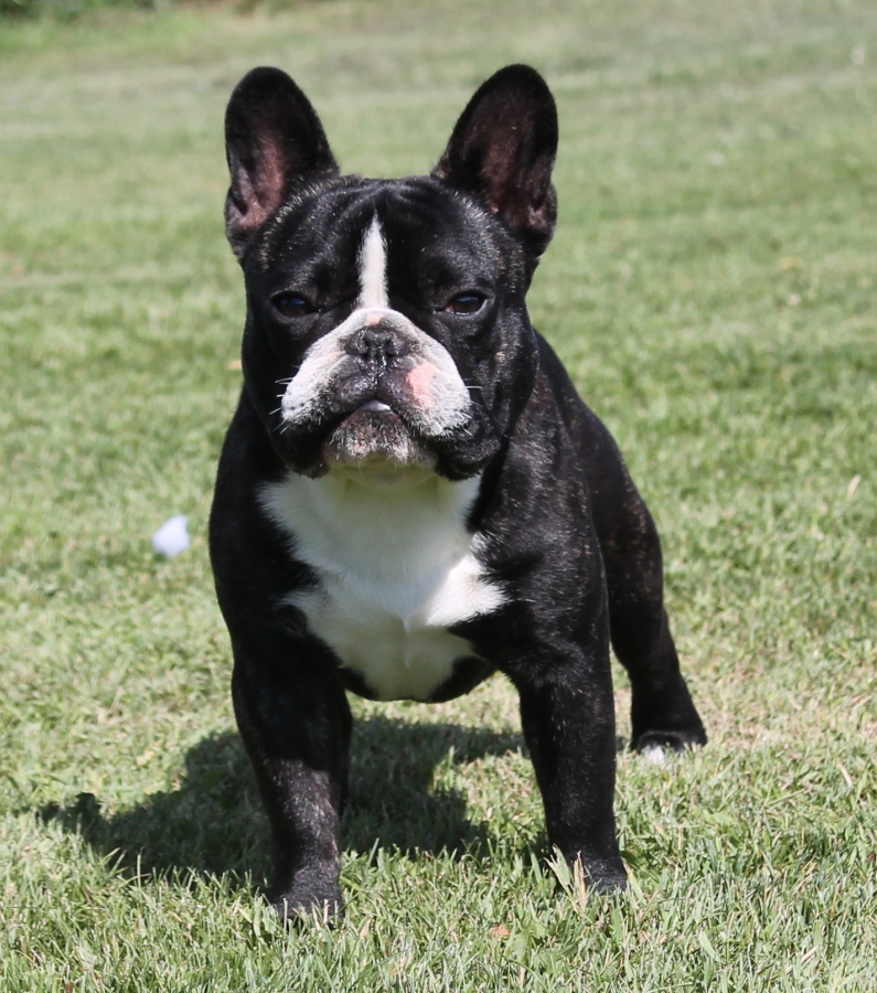 Alberta French Bulldogs